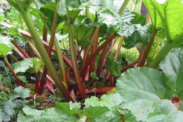 selbstbewusstes Wachstum