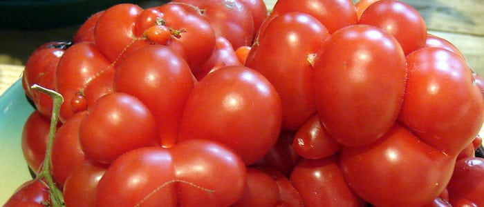 tomates mûres