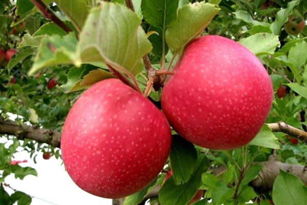 Williams Stolz auf einen Baum