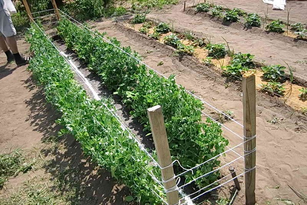 les buissons se lient