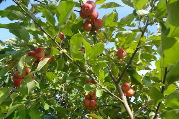 Vorteile und Nachteile