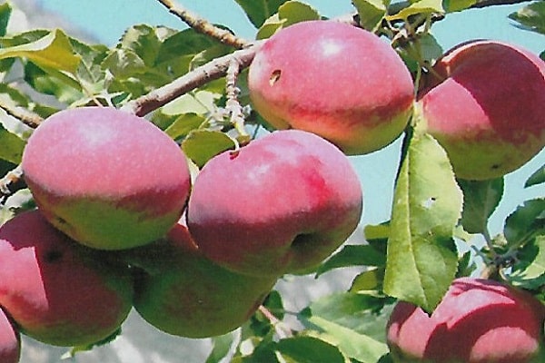 niedriger Kofferraum