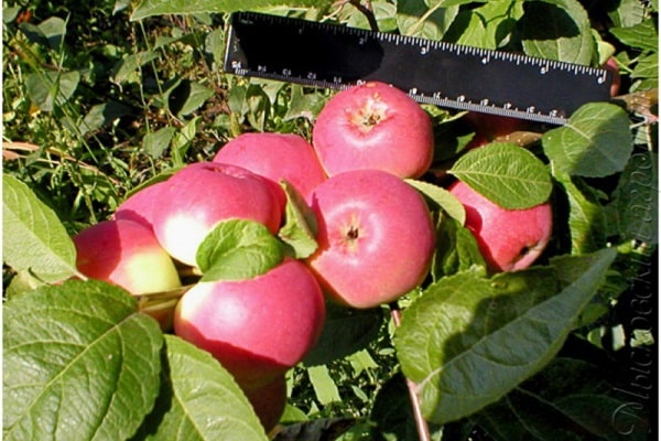 Die Häufigkeit der Fruchtbildung