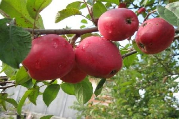 schädliche Insekten