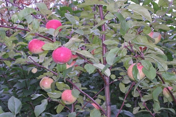 untersuchen seine Eigenschaften