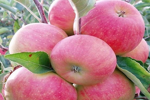 semi-kulturelle Arten