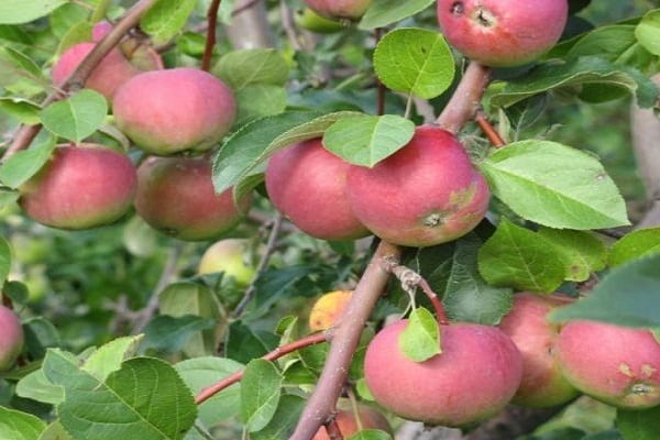 duftendes Fruchtfleisch