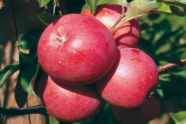 description des fruits