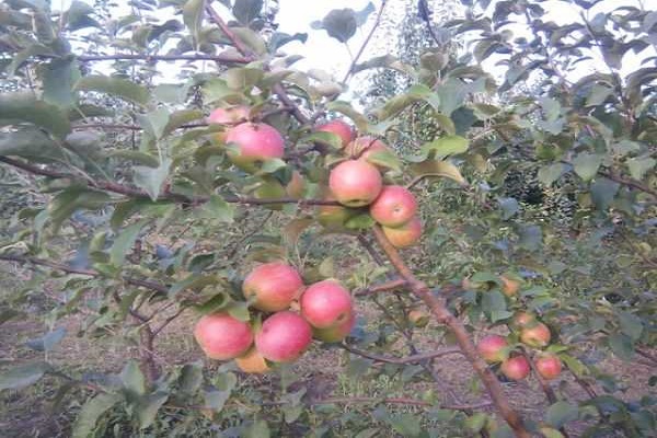 negative Eigenschaften