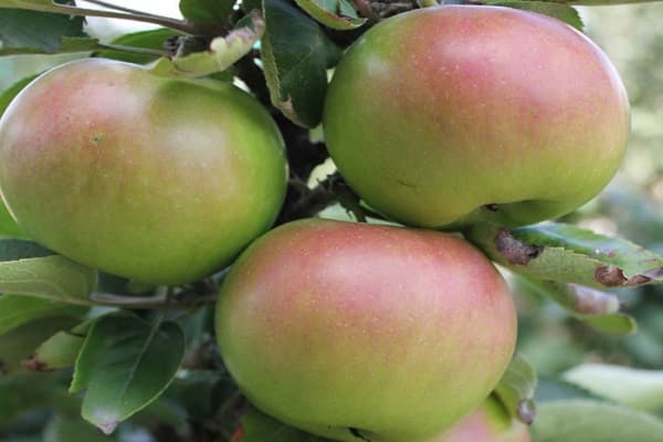 Verarbeitungsmethode