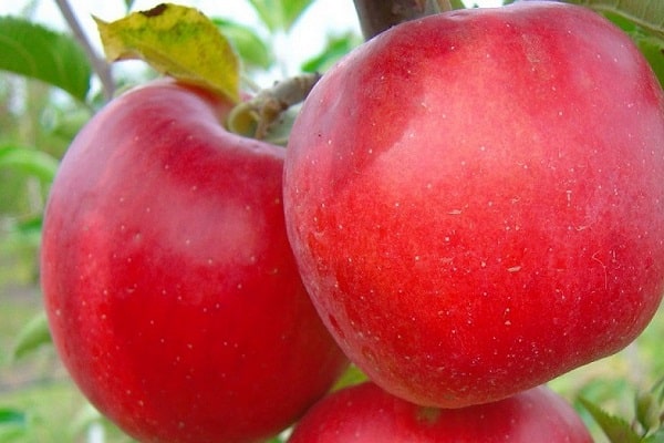 Sélection ukrainienne