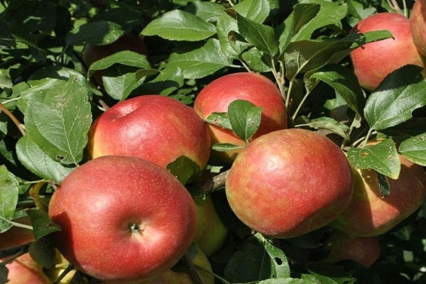 Schöpfungsgeschichte