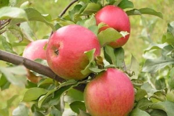 die Vorzüge der Sorte