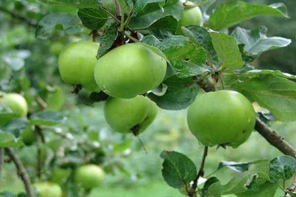 Anleitung von Professor