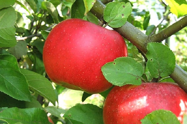 apple tree characteristics