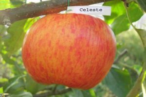 Description de la variété de pomme Celeste et résistance aux maladies, résistance à l'hiver