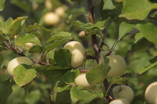 niedrige Temperaturen