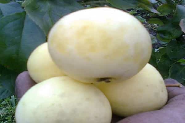 Häufigkeit der Fruchtbildung