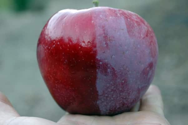 Williams Pride Apfel