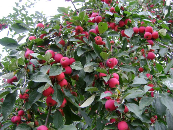 Apfel Kubanskoe_bagryanoe