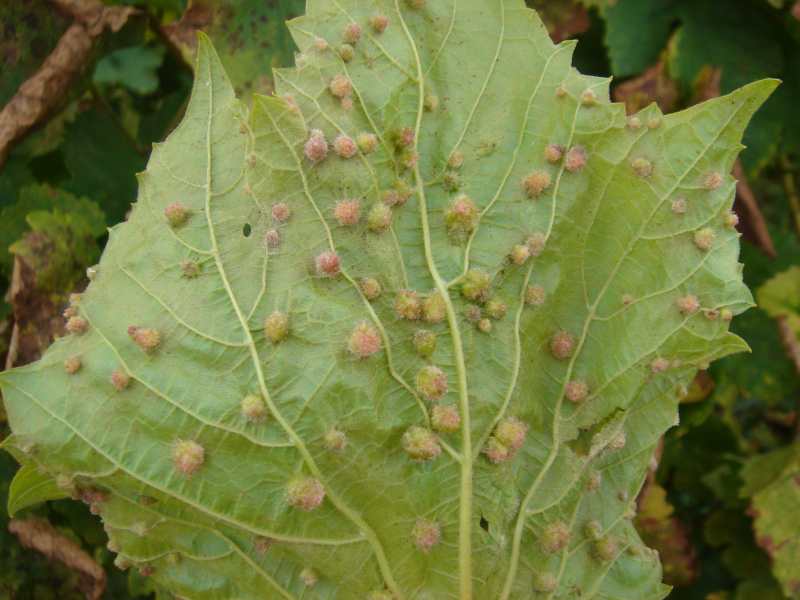 raisin phylloxera