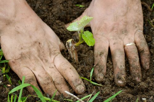 plantation de raisins