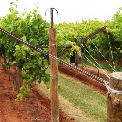 Gitter für Trauben