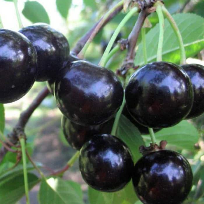 black cherry