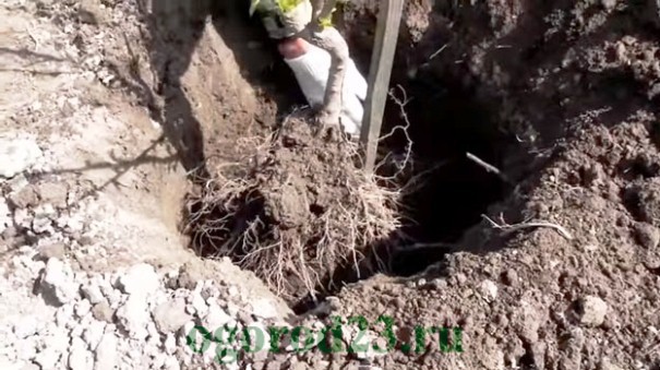 einen Apfelbaum pflanzen