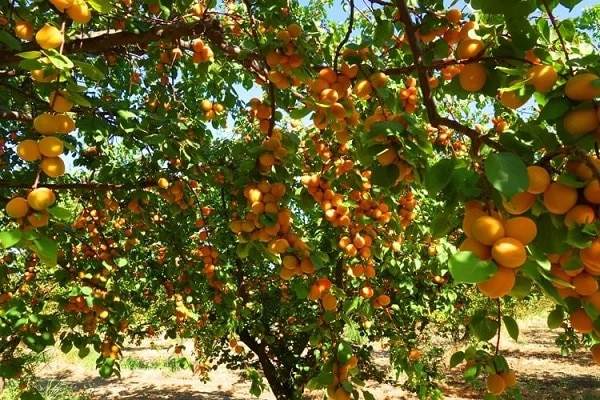 variétés d'abricots