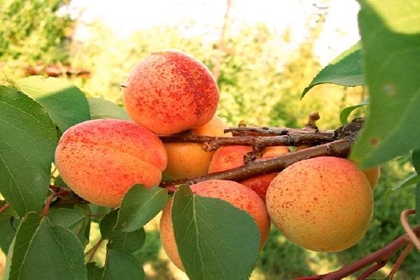 klösterliche Aprikose