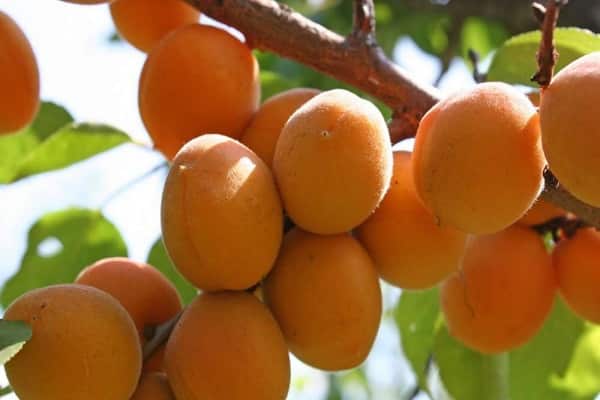 arrosage et alimentation