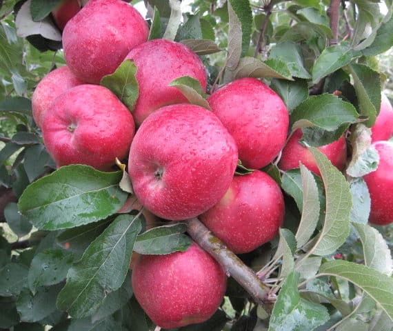 Apfel Kubanskoe_bagryanoe