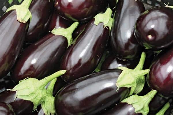 différentes aubergines