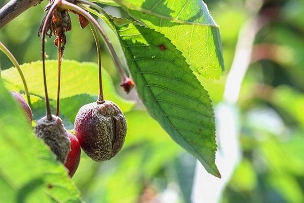 porteurs d'infections