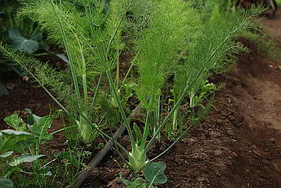 feuilles de fenouil