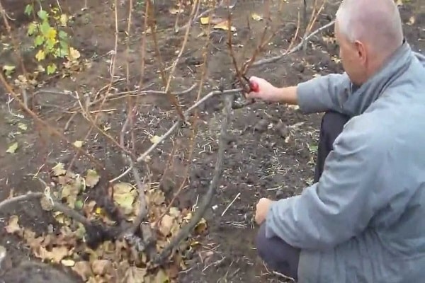 die Rebe verarbeiten