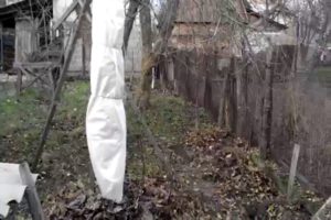 Wie man Aprikosen für den Winter in verschiedenen Regionen vorbereitet und Materialien für den Schutz