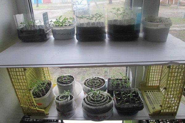 maladies et ravageurs