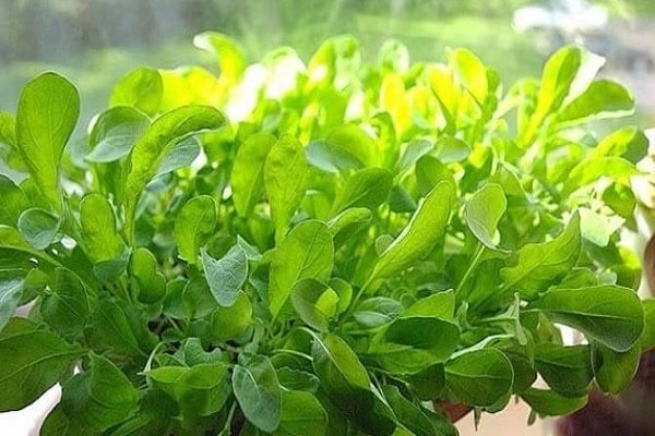 quantité de lumière