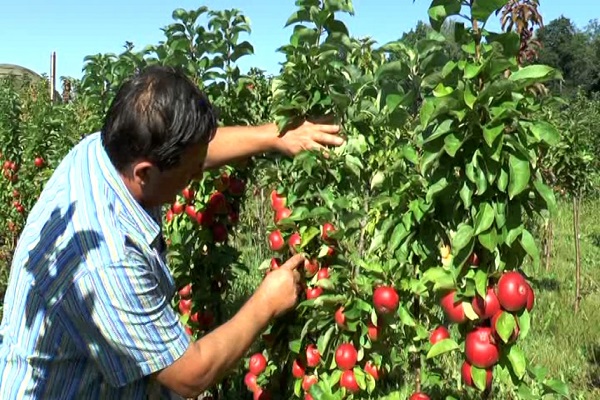 Der Stiel ist kürzer