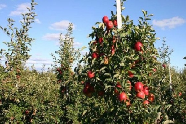 den Boden übertrocknen