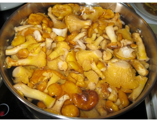 chanterelles bouillies
