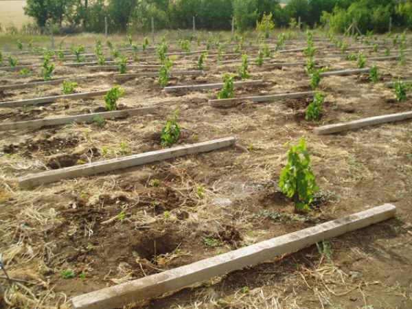 plantation de raisins