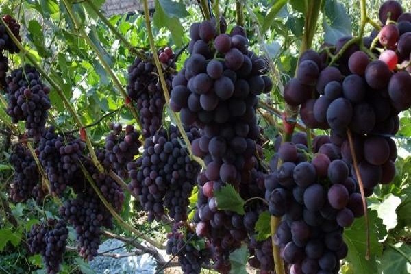 zylindrische Cluster