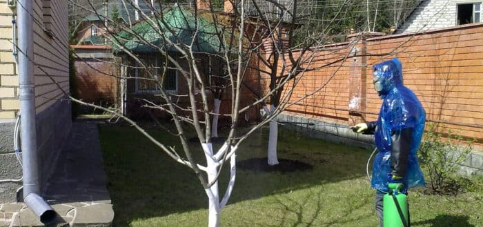  vaporiser la couronne d'un arbre