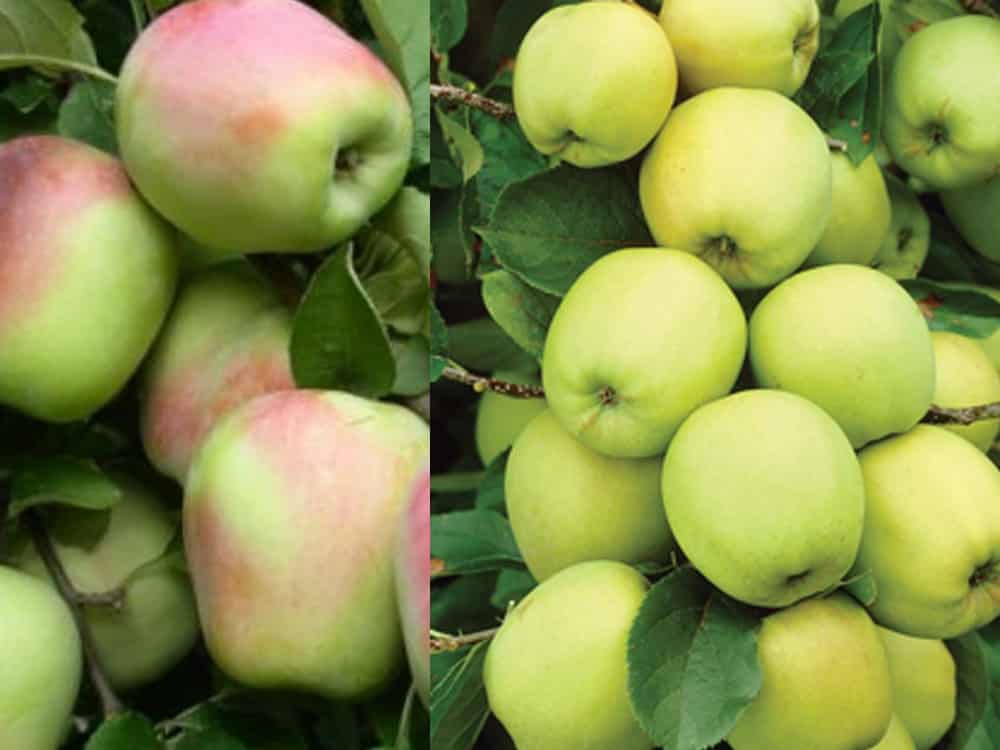 Erinnerung an Esaulu