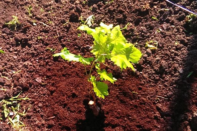 plantation de raisins