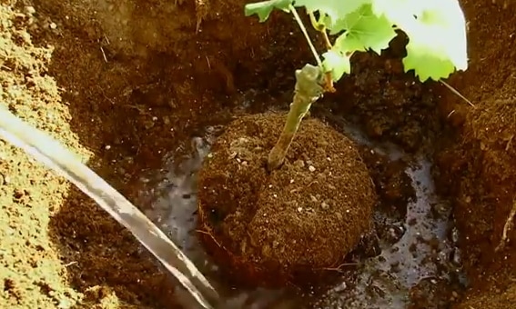 arrosage des raisins