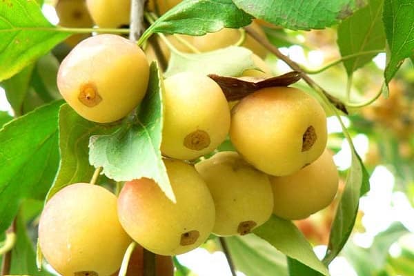 porte activement ses fruits